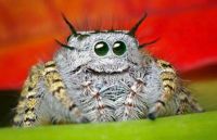 Spiders are cute