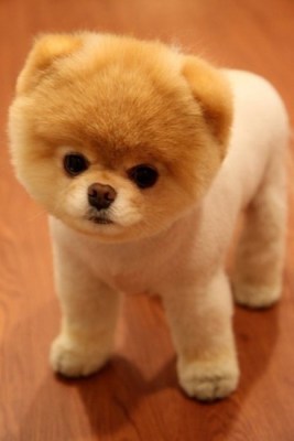 teddy bear puppy